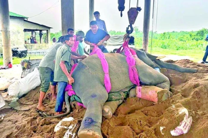 অব্যবস্থাপনায় জৌলুস হারাচ্ছে গাজীপুর সাফারি পার্ক, মরছে একের পর এক দুর্লভ প্রাণী